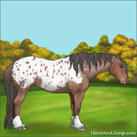 Horse Color:Liver Chestnut Appaloosa 