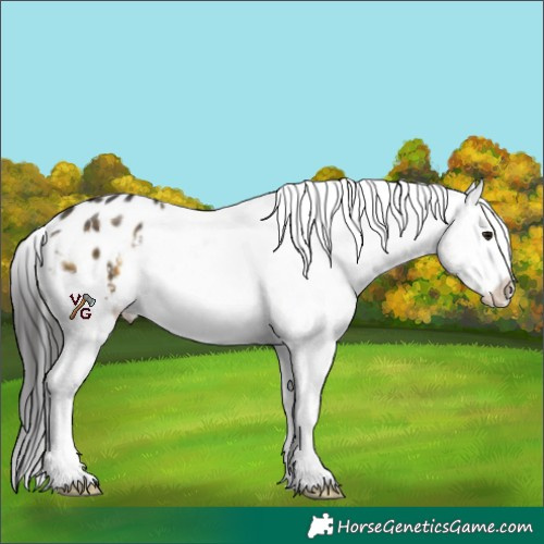 Horse Color:Buckskin Varnish 