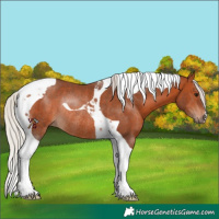 Horse Color:Silver Bay Tobiano Rabicano