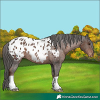 Horse Color:Liver Chestnut Appaloosa Rabicano 