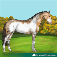 Horse Color:Buckskin Sabino Frame