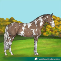 Horse Color:White Spotted Silver Black Sabino 