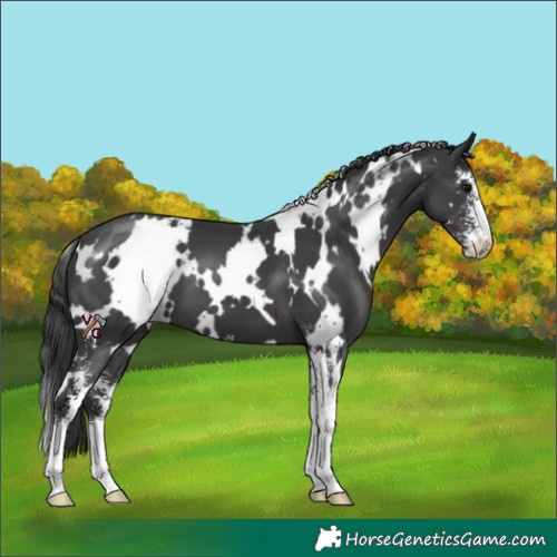 Horse Color:White Spotted Black Sabino