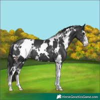 Horse Color:White Spotted Black Sabino 