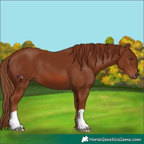 Horse Color:Chestnut 