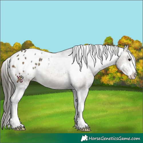 Horse Color:Buckskin Sabino Blanket 