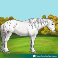 Horse Color:Buckskin Sabino Blanket 