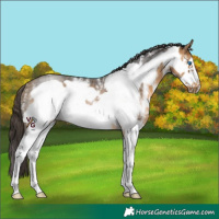 Horse Color:Buckskin Sabino Frame Rabicano 