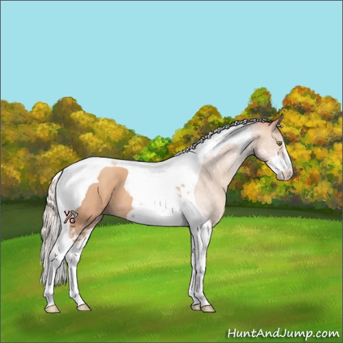 Horse Color:Silver Classic Champagne Sabino Tobiano 