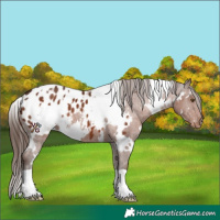Horse Color:White Spotted Liver Chestnut Blanket 