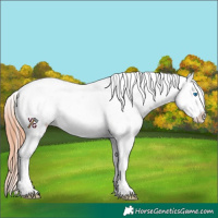 Horse Color:Bay Dun Splash Tobiano Appaloosa Rabicano 