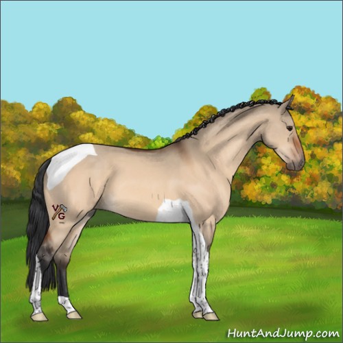 Horse Color:Bay Dun Tobiano 
