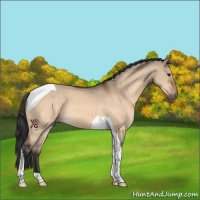 Horse Color:Bay Dun Tobiano 