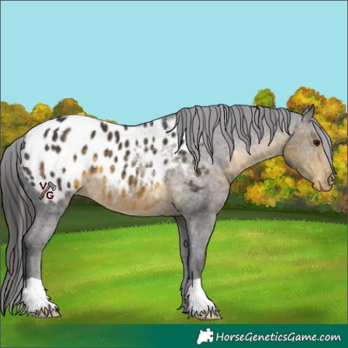 Horse Color:Buckskin Appaloosa 