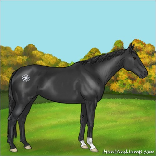 Horse Color:Black 