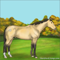 Horse Color:Buckskin 
