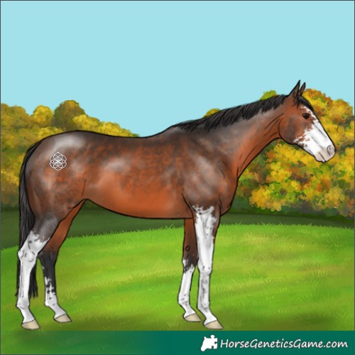 Horse Color:Brown Sabino