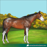 Horse Color:Brown Sabino 