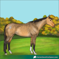 Horse Color:Buckskin Dun 
