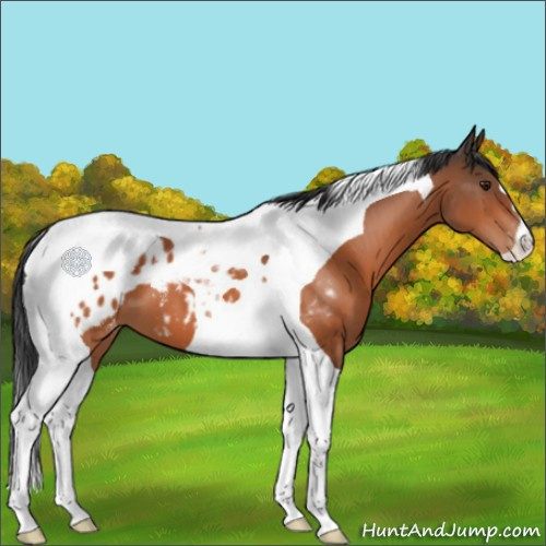 Horse Color:Brown Tobiano Appaloosa 