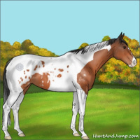 Horse Color:Brown Tobiano Appaloosa 