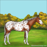 Horse Color:Silver Brown Sabino Appaloosa