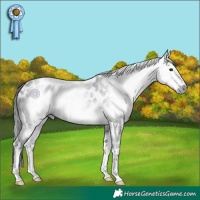 Horse Color:Gray Black Sabino Appaloosa