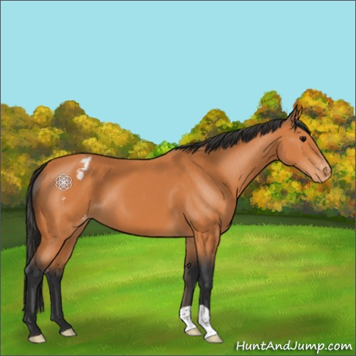Horse Color:Bay Appaloosa 