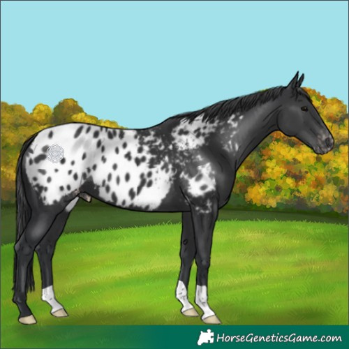 Horse Color:Black Appaloosa 