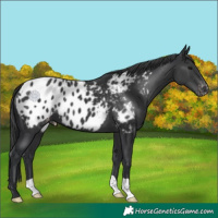 Horse Color:Black Appaloosa