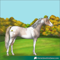 Horse Color:Liver Red Roan Pearl Tobiano Frame 