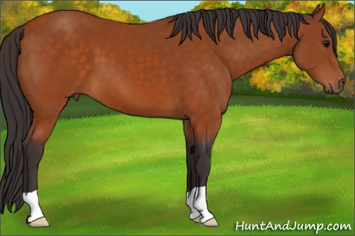Horse Color:Buckskin 