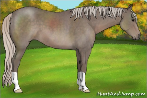 Horse Color:Silver Blue Roan 