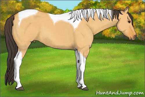 Horse Color:Buckskin Dun Tobiano 