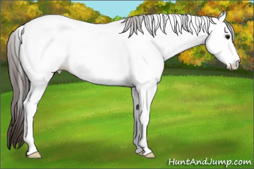 Horse Color:Smoky Grullo Tobiano Appaloosa 
