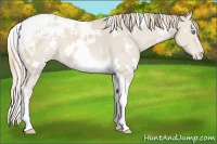 Horse Color:White Spotted Smoky Creme Tobiano Appaloosa 