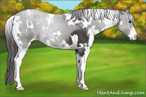 Horse Color:White Spotted Smoky Black Sabino 