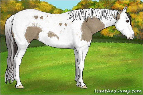 Horse Color:Smoky Grullo Splash Tobiano 