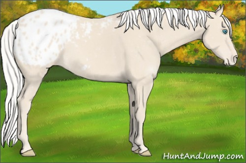Horse Color:Silver Smoky Creme Appaloosa 