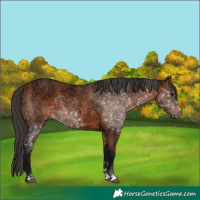 Horse Color:Bay Ice 