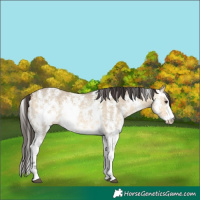 Horse Color:Buckskin Dun Sabino