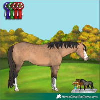 Horse Color:Bay Dun 