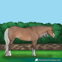 Horse Color:Silver Brown Dun 