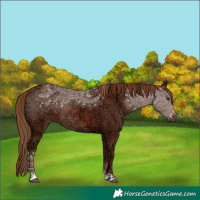Horse Color:Chestnut Ice 