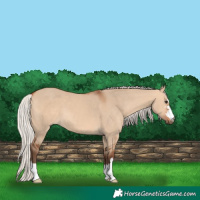 Horse Color:Silver Bay Dun 