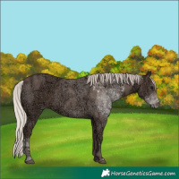 Horse Color:Silver Black Ice