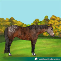 Horse Color:Bay Ice 