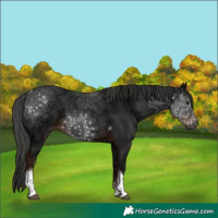 Horse Color:Liver Chestnut Ice Tobiano 