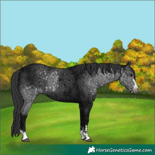 Horse Color:Black Ice 