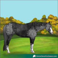 Horse Color:Black Ice 